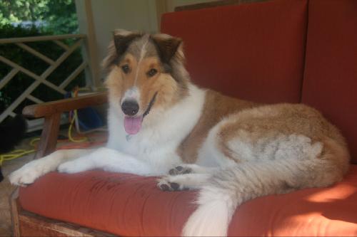 Bailey - photo 3
