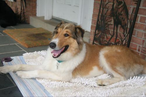 Bailey - photo 4