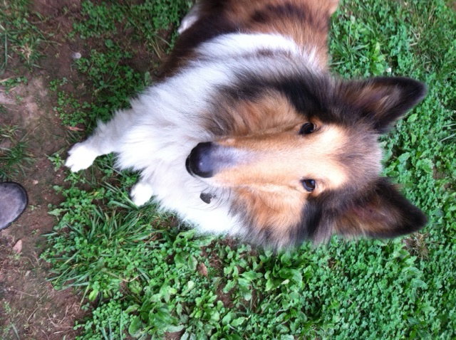 Rascal a Adult Male Collie (long coat) adopted through Collie Rescue