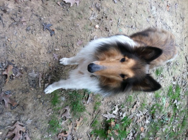 Rascal - photo 2