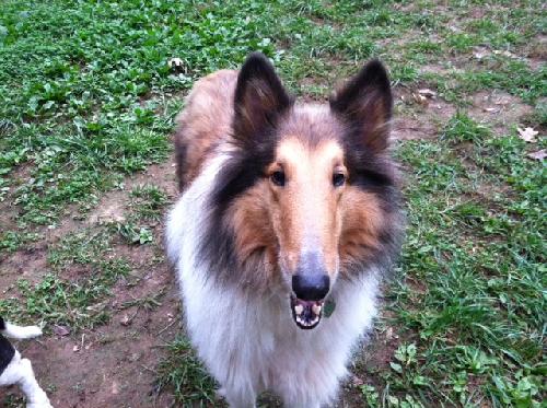 Rascal - photo 3