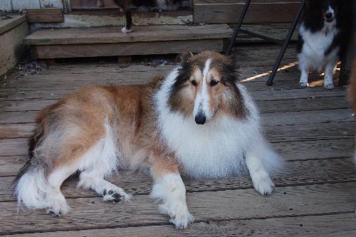 Lady a Adult Female Collie (long coat) adopted through Collie Rescue