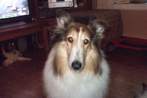Lady - photo 2