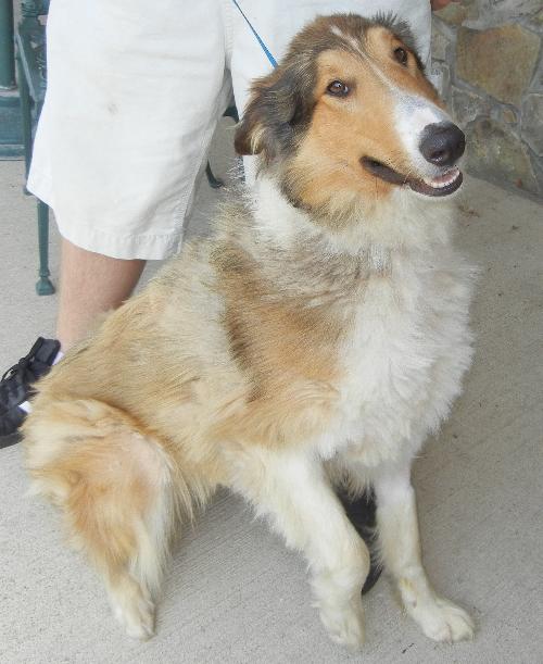 Norm a Young Male Collie (long coat) adopted through Collie Rescue