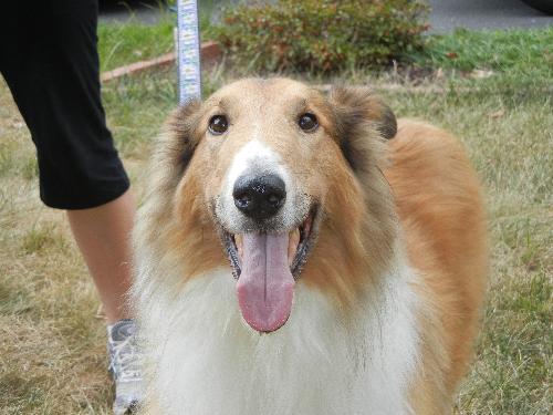 Lassie a Adult Male Collie (long coat) adopted through Collie Rescue