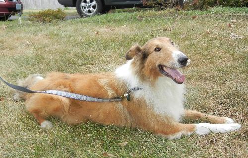 Lassie - photo 2