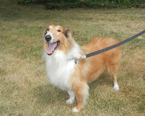 Lassie - photo 3