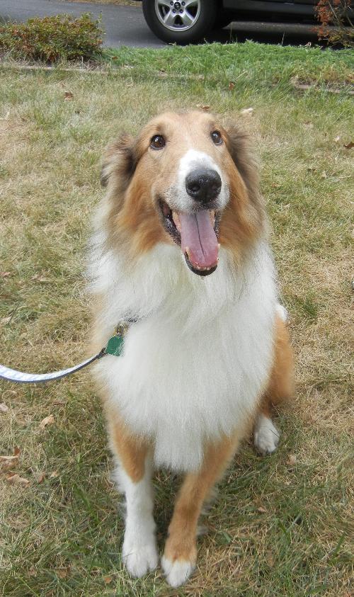 Lassie - photo 4