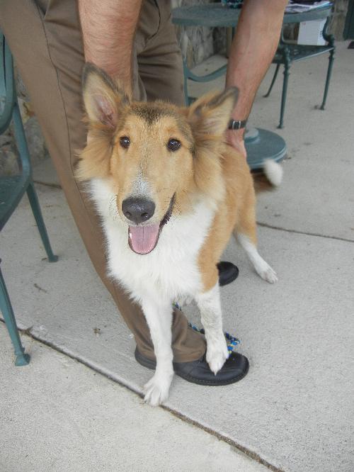 Nick a Baby Male Collie (long coat) adopted through Collie Rescue