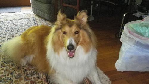 Duke a Adult Male Collie (long coat) adopted through Collie Rescue