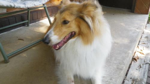 Duke - photo 2