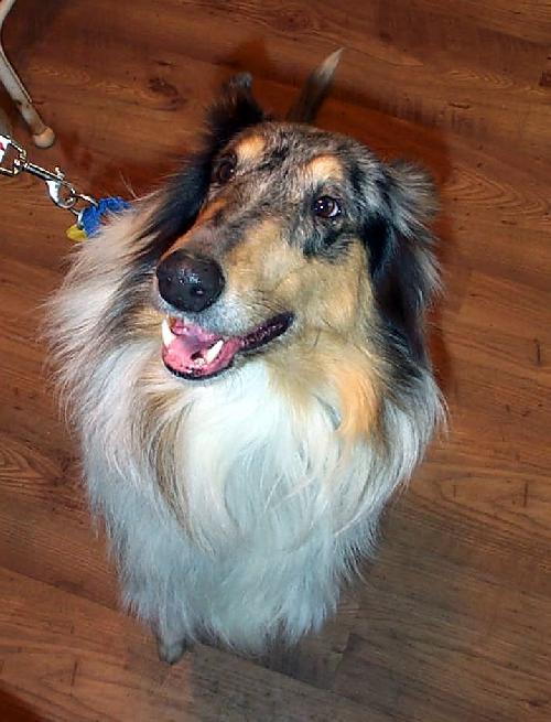 Candy a Adult Female Collie (long coat) adopted through Collie Rescue