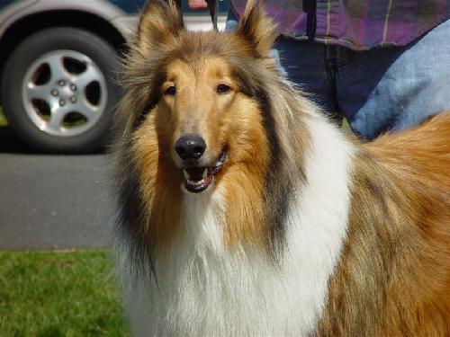 Brian a Adult Male Collie (long coat) adopted through Collie Rescue