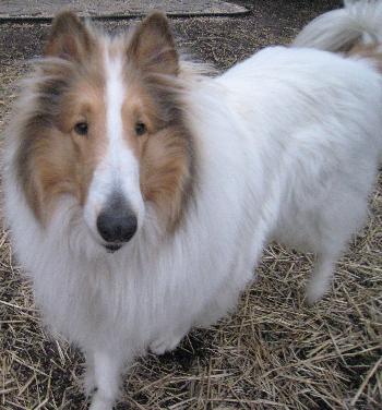 Laddie a Adult Male Collie (long coat) adopted through Collie Rescue