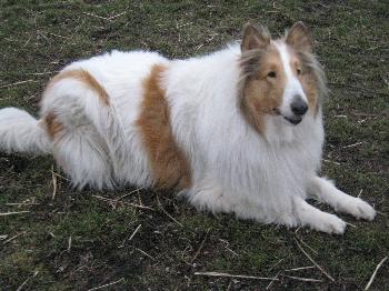 Laddie - photo 2