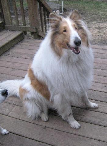 Laddie - photo 3