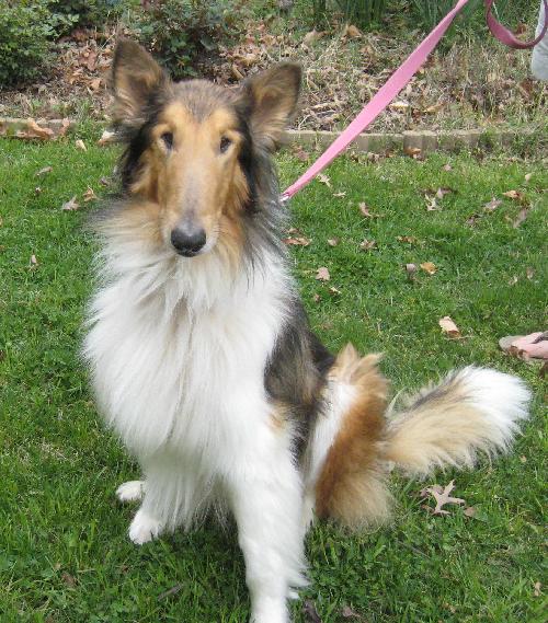 Reese a Adult Male Collie (long coat) adopted through Collie Rescue