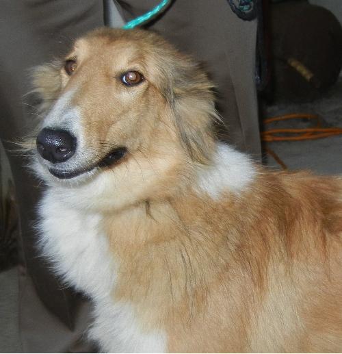 Krissy a Adult Female Collie (long coat) adopted through Collie Rescue