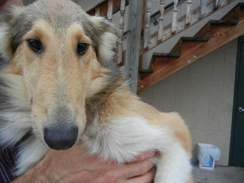 Khloe a Young Female Collie (long coat) adopted through Collie Rescue