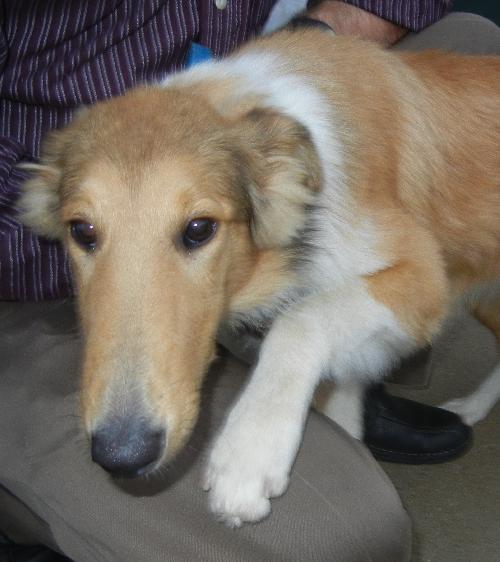 Kourtney a Young Female Collie (long coat) adopted through Collie Rescue
