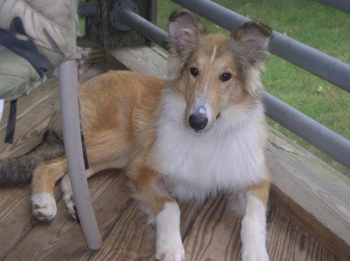 Kimmie a Young Female Collie (long coat) adopted through Collie Rescue