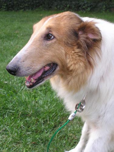 are collies mixed with borzois