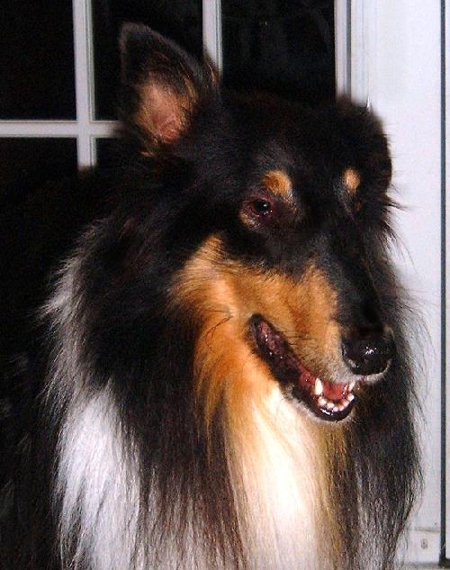 Gabe a Adult Male Collie (long coat) adopted through Collie Rescue