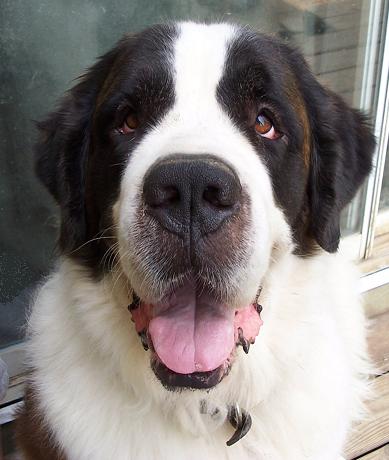 Beauregard a Adult Male Saint Bernard (medium coat) adopted through Collie Rescue