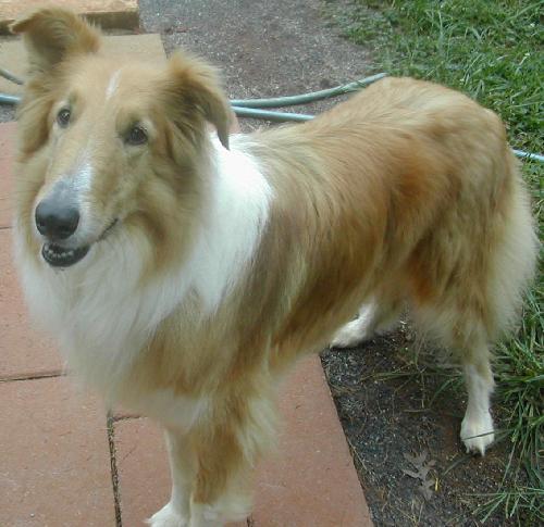 Daisy a Adult Female Collie (long coat) adopted through Collie Rescue