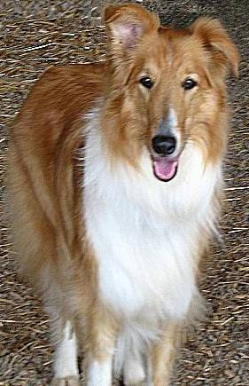 Daisy - photo 2