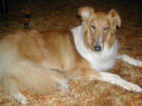 Daisy - photo 3