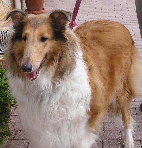 Ginger a Adult Female Collie (long coat) adopted through Collie Rescue