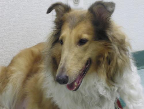 Ginger - photo 2