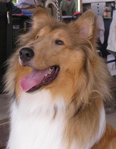 Gryphn a Young Male Collie (long coat) adopted through Collie Rescue