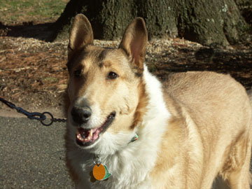 Heidi a Adult Female Collie (short coat) adopted through Collie Rescue
