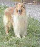 Junior a Adult Male Collie (long coat) adopted through Collie Rescue