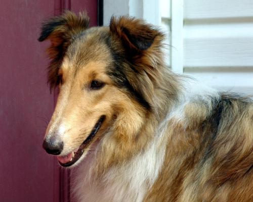 Millie a Adult Female Collie (long coat) adopted through Collie Rescue