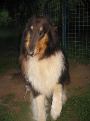 Sampson a Adult Male Collie (long coat) adopted through Collie Rescue
