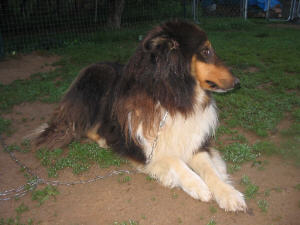Sampson - photo 2