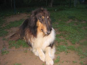 Sampson - photo 3