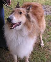 Angus a Adult Male Collie adopted through Collie Rescue