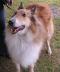 Angus - photo 2