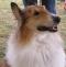 Angus - photo 3