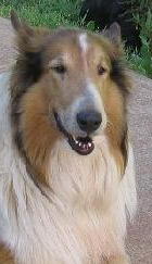 Annie a Adult Female Collie adopted through Collie Rescue
