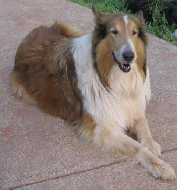 Annie - photo 3