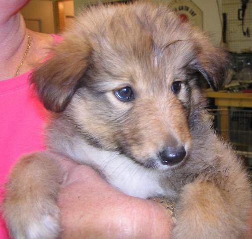 Bev a Baby Female Collie / Mixed adopted through Collie Rescue