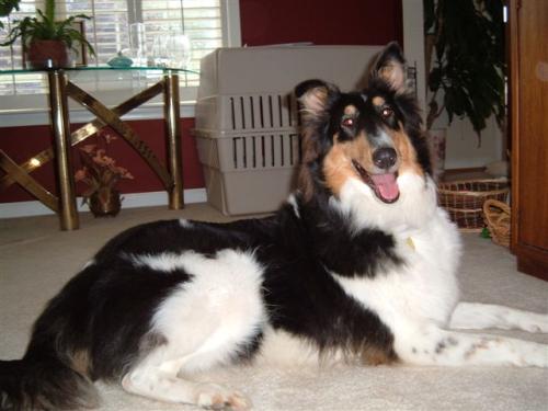 Breezy a Adult Female Collie adopted through Collie Rescue