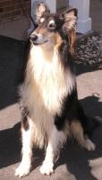 Coffee a Adult Male Collie adopted through Collie Rescue
