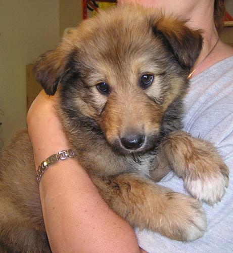 Dax a Baby Male Collie / Mixed adopted through Collie Rescue