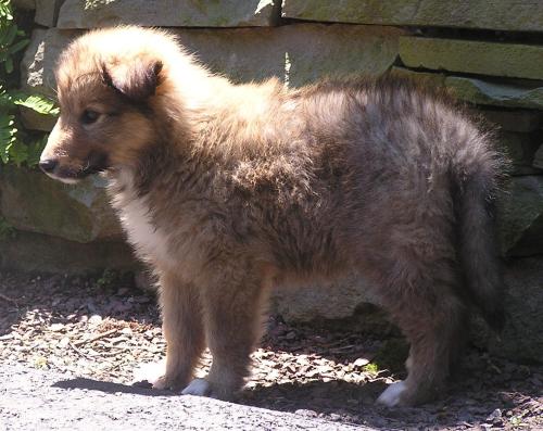 Dax - photo 3